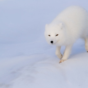 Обыкновенный песец, или полярная лисица